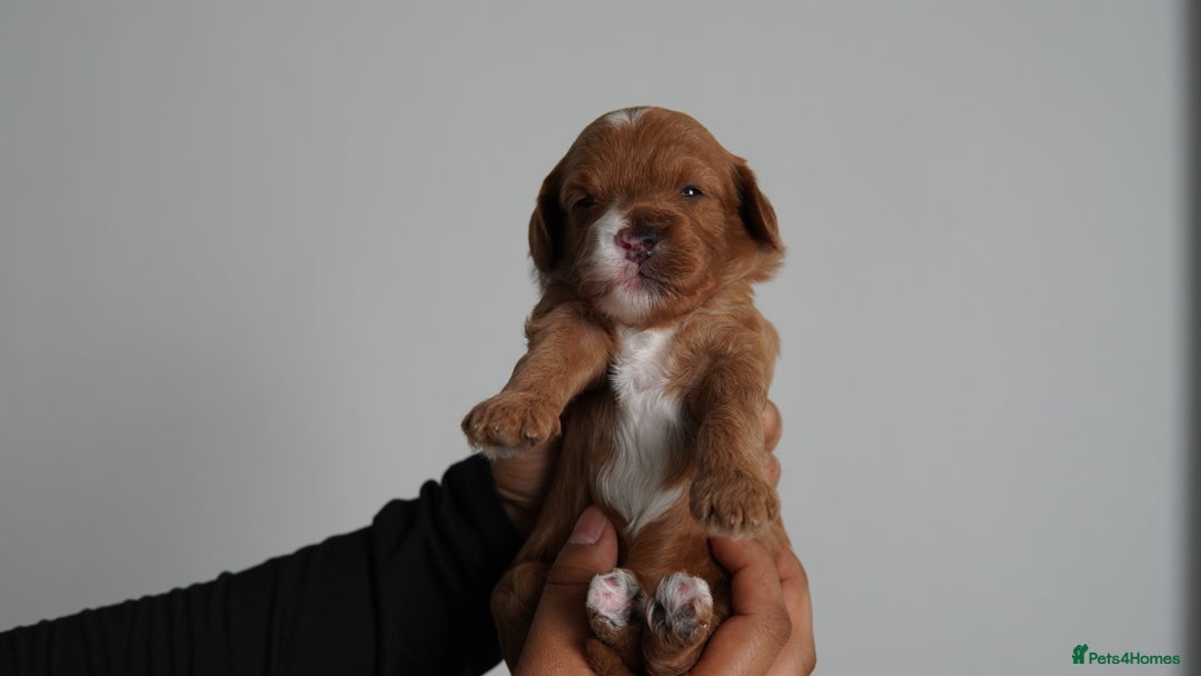 Cavapoo dogs for sale: Beautiful toy Cavapoo puppies 🐶 🐾 - Image 13
