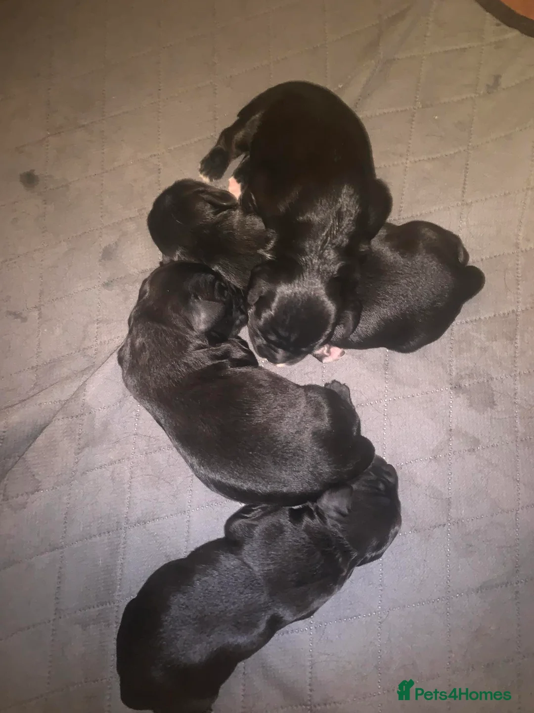 Cocker Spaniel dogs for stud: Health tested working cocker spaniel  - Advert 16