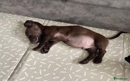 Mixed Breed dogs for sale: Docker pup for sale - Image 3