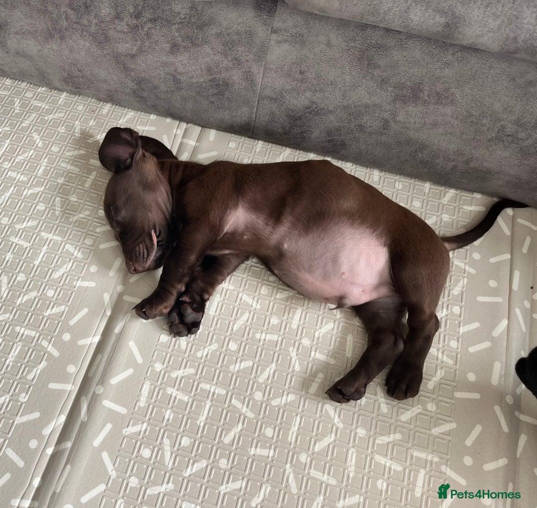 Mixed Breed dogs for sale: Docker pup for sale - Image 3