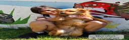 Mixed Breed dogs for adoption: Gordon 3-4 years .Available for adoption in Brixham - Advert 11