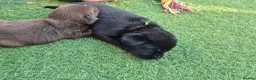 Labrador Retriever dogs for sale: Adorable chunky lab puppies  - Advert 10