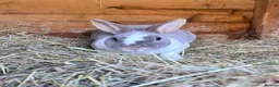 Rex rabbits for sale: Brocken lilc mini Rex  - Advert 1