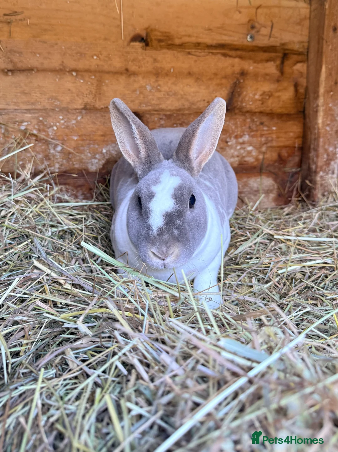 Rex rabbits for sale: Brocken lilc mini Rex  - Advert 1