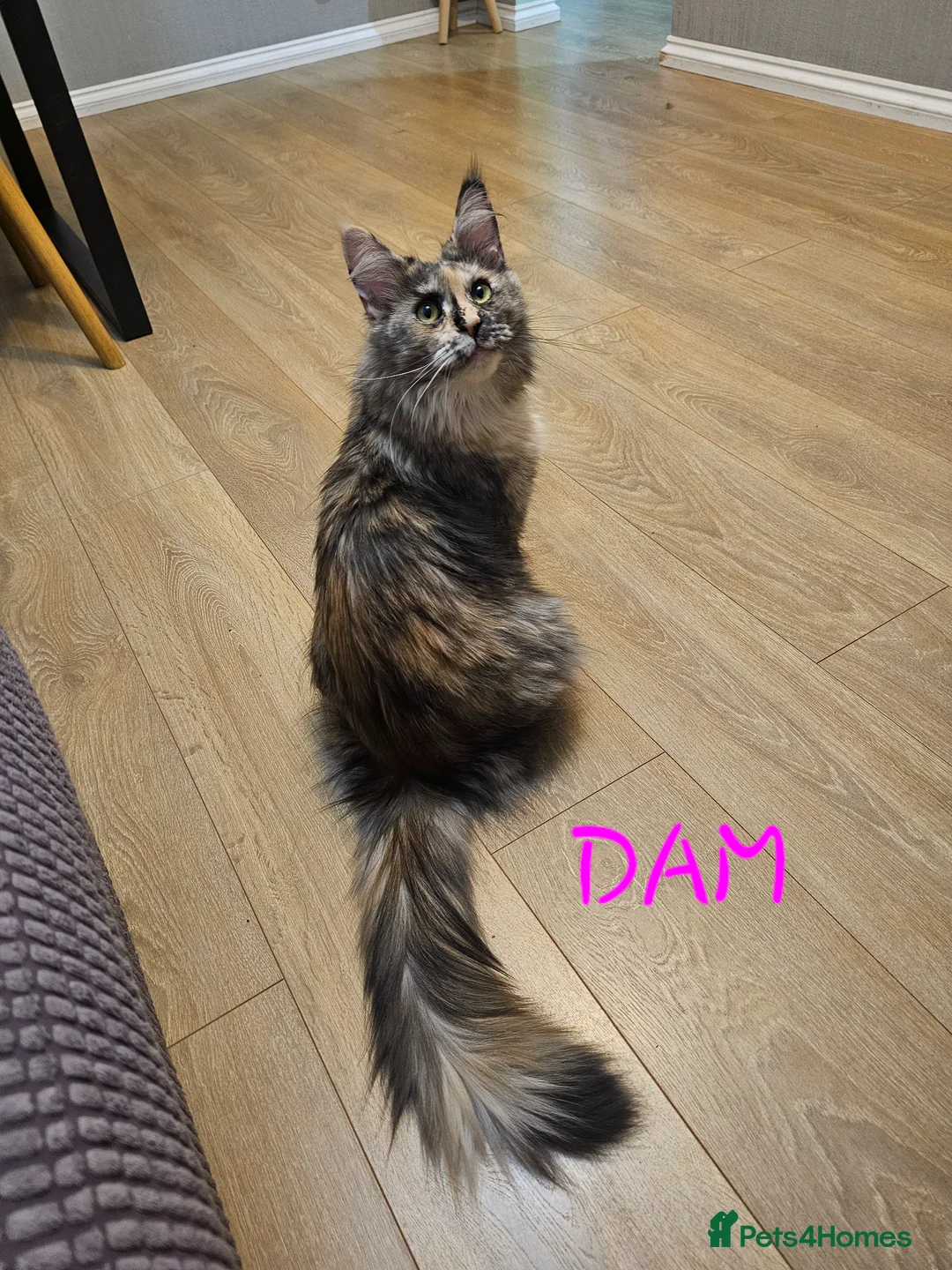 Maine Coon cats for sale: Exceptional Pedigree Maine Coon Kittens - Advert 32