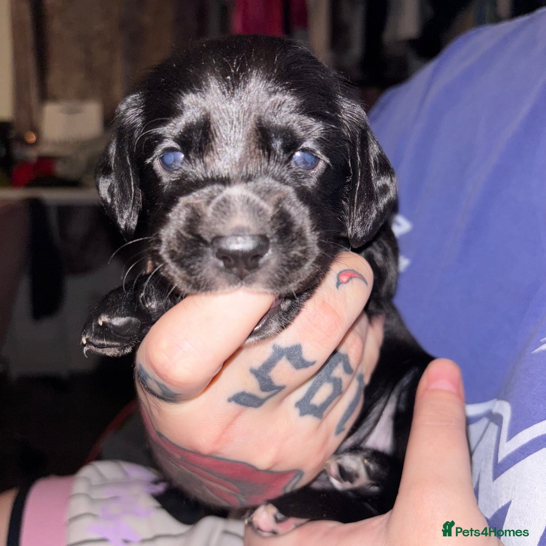 Cockerdor dogs for sale: Cockerdor puppies - Advert 13