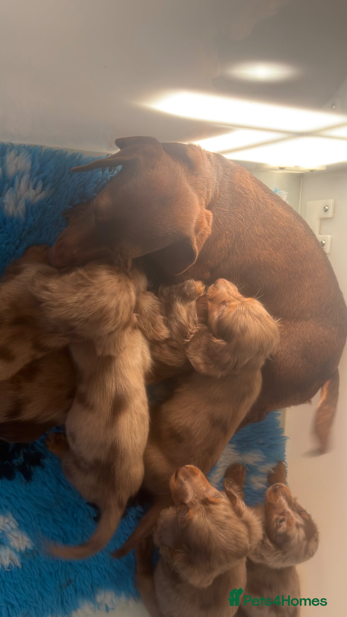 Dachshund dogs Mini L/H dachshund puppies - Advert 4