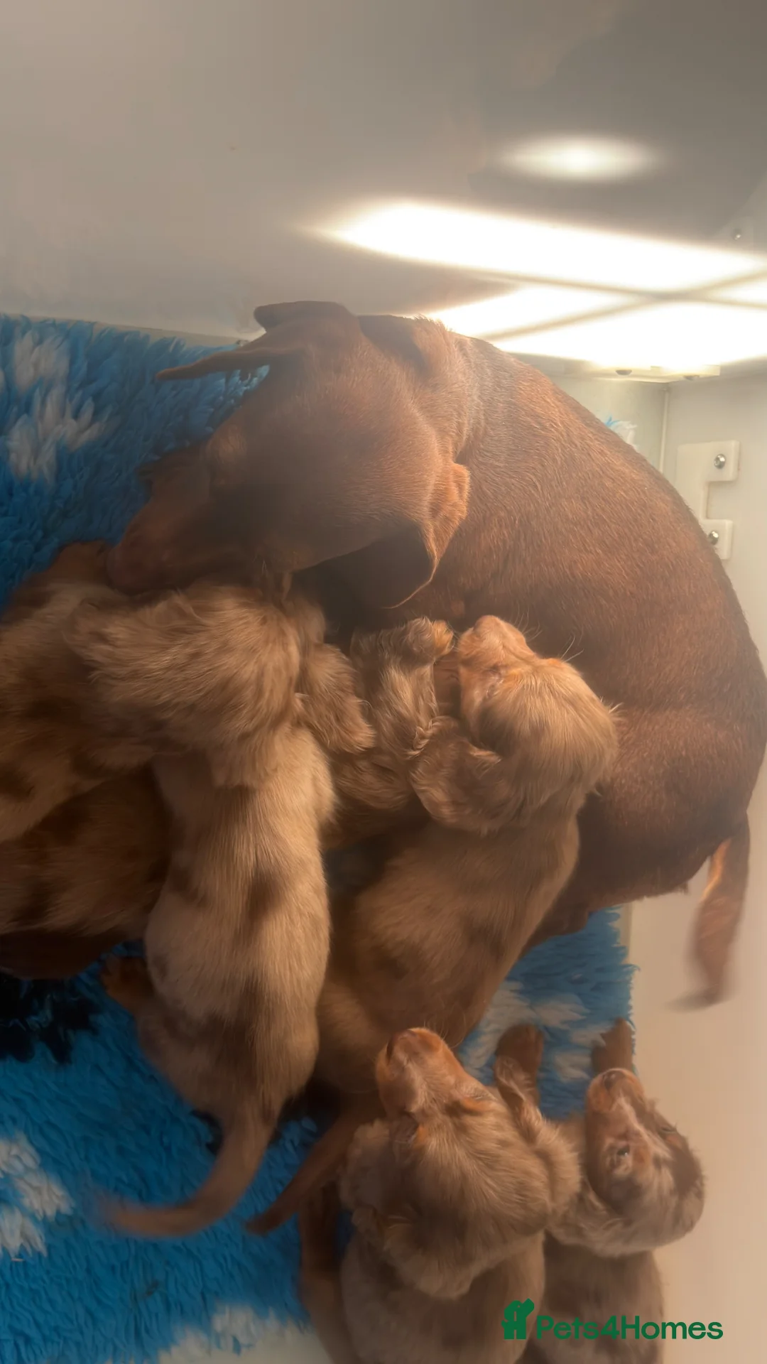 Dachshund dogs for sale: Mini L/H dachshund puppies - Advert 2