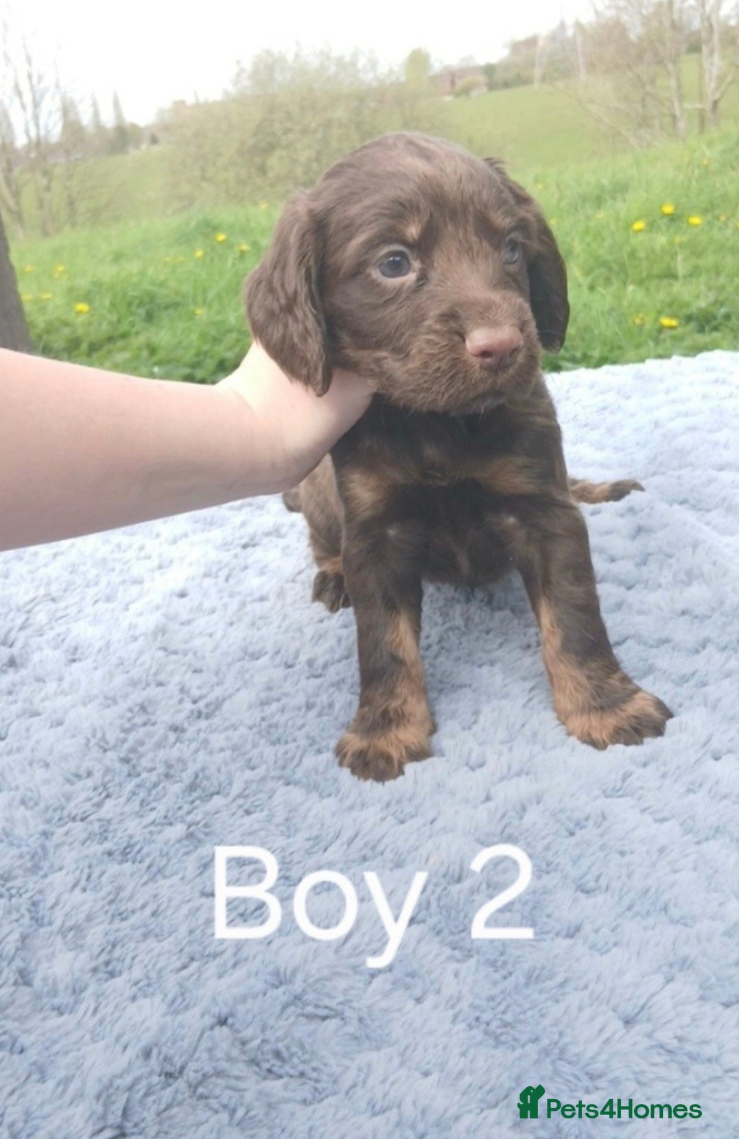 Sprocker dogs Beautiful springer x cocker spaniel puppies - Advert 7