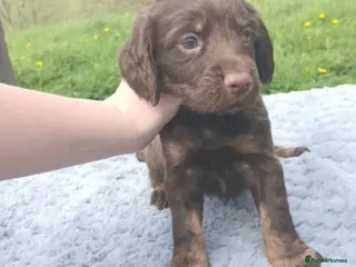Sprocker dogs Beautiful springer x cocker spaniel puppies - Advert 7