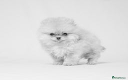 Pomeranian dogs for sale: True to type Pomeranian Puppies  - Image 12
