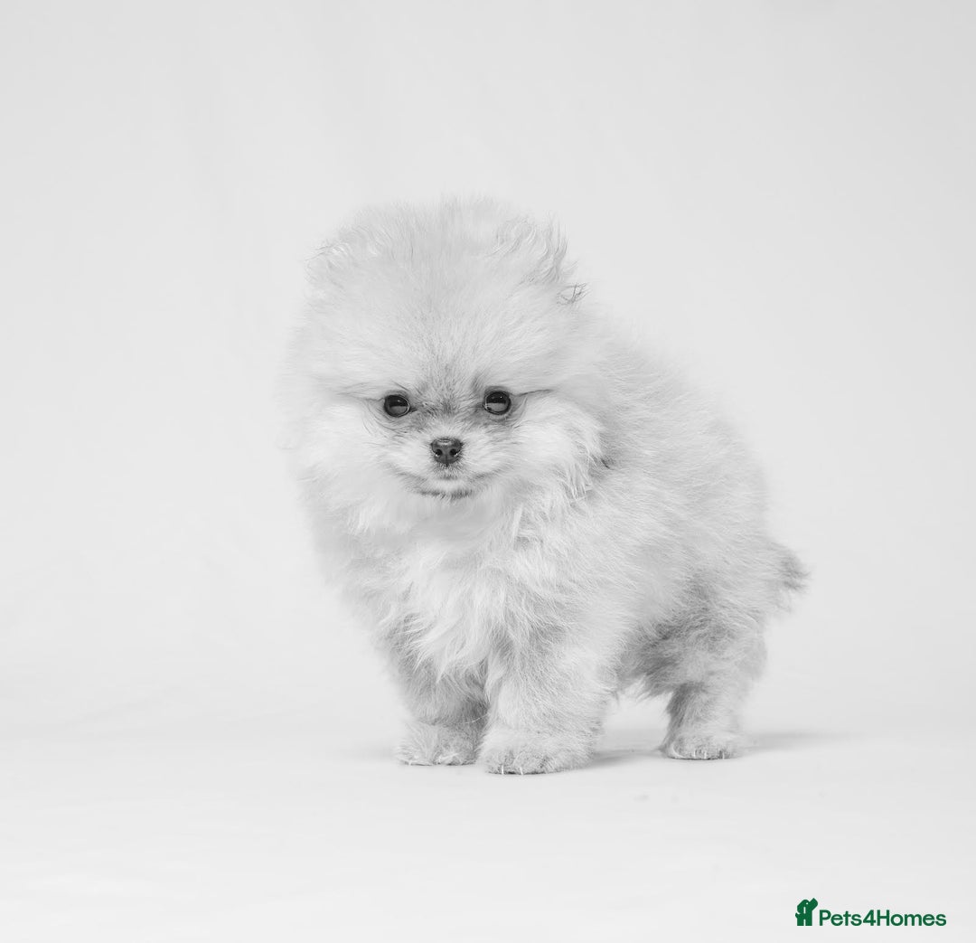 Pomeranian dogs for sale: True to type Pomeranian Puppies  - Image 12