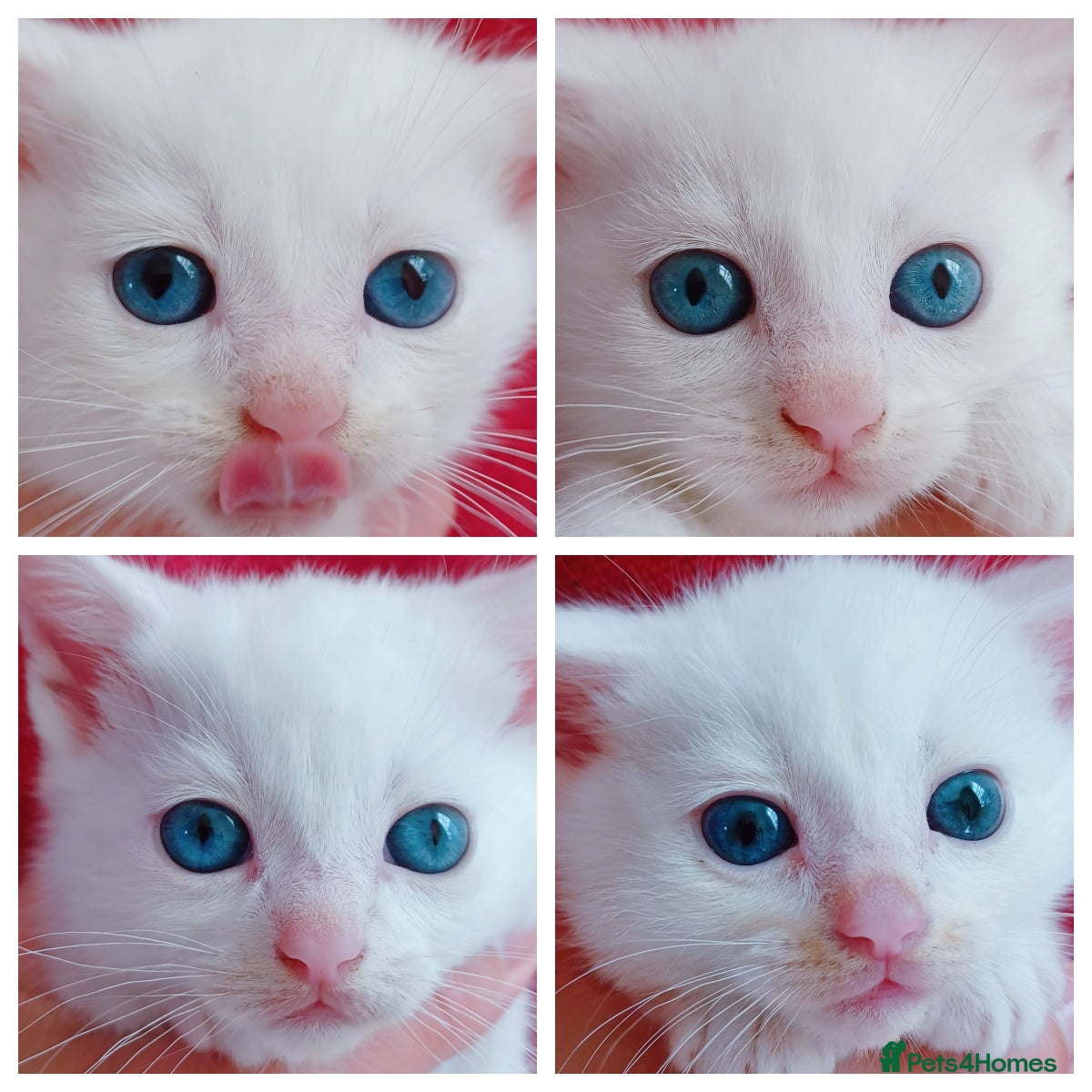Mixed Breed cats 6 Gorgeous Pure White Kittens  - Advert 4