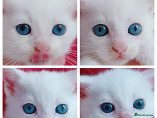 Mixed Breed cats 6 Gorgeous Pure White Kittens - Advert 4