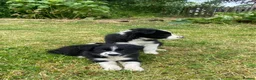 Border Collie dogs for sale: BEAUTIFUL BORDER COLLIE PUPS in York - Advert 3
