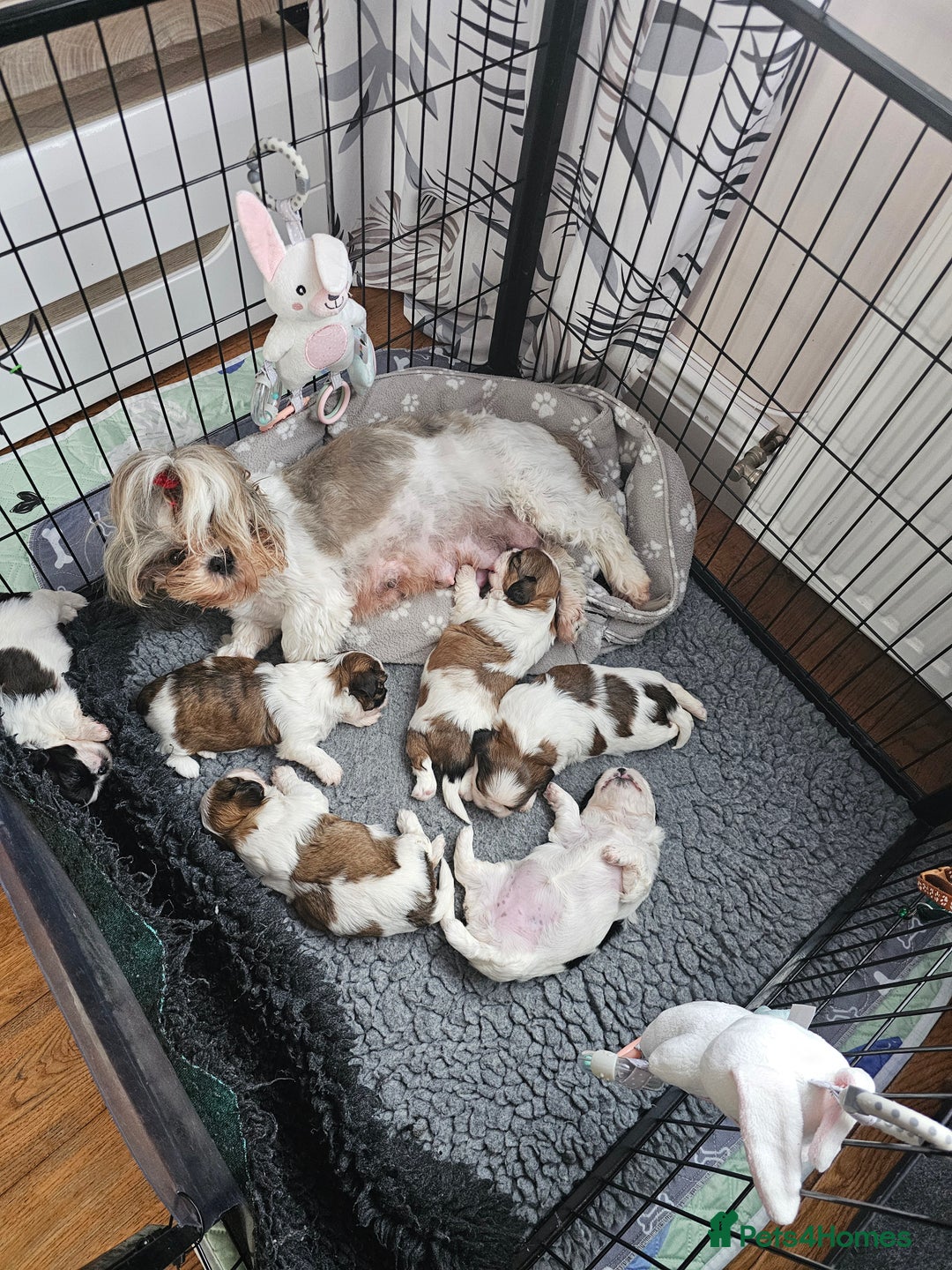 Shih Tzu dogs for sale: Shih Tzu girls–Licensed Breeder–Ready soon  - Image 13