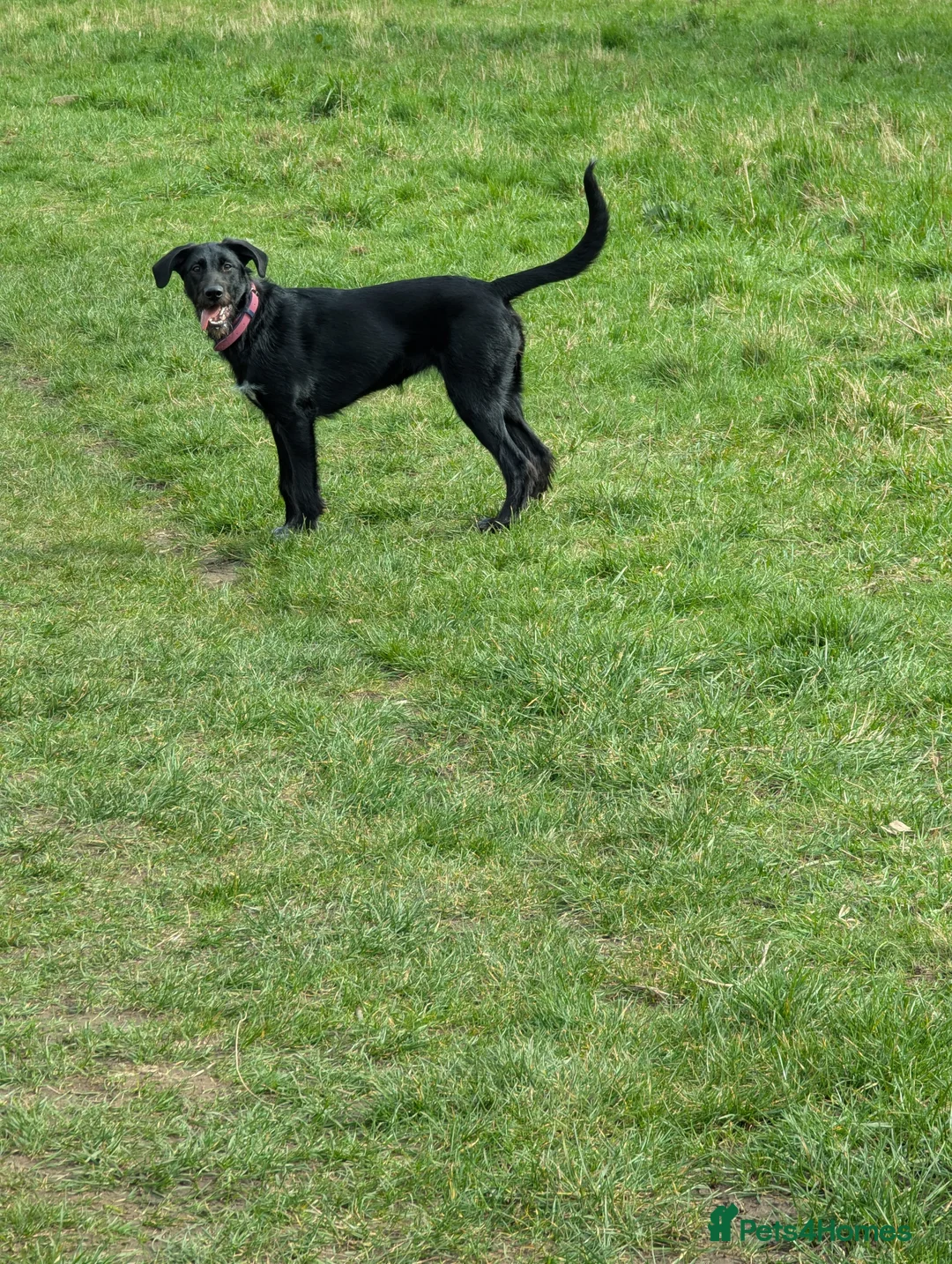 Borador dogs for sale: 8 month old Borador  - Advert 2