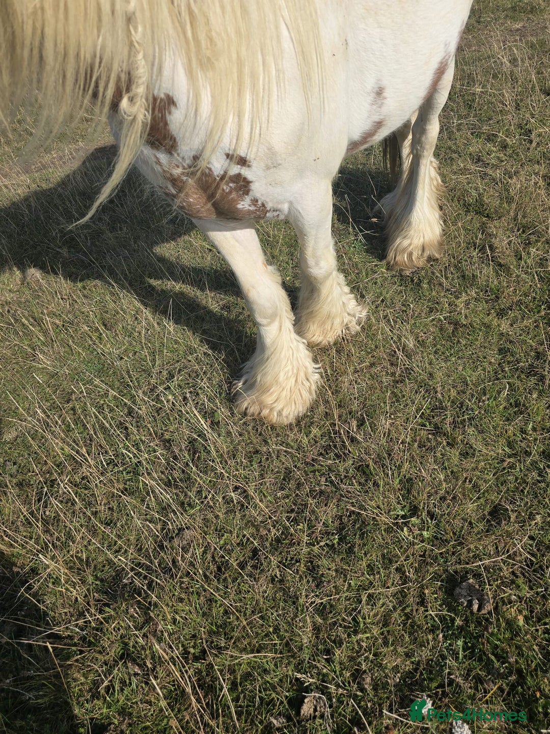 Other Breed horses for sale: Charlie - Advert 3