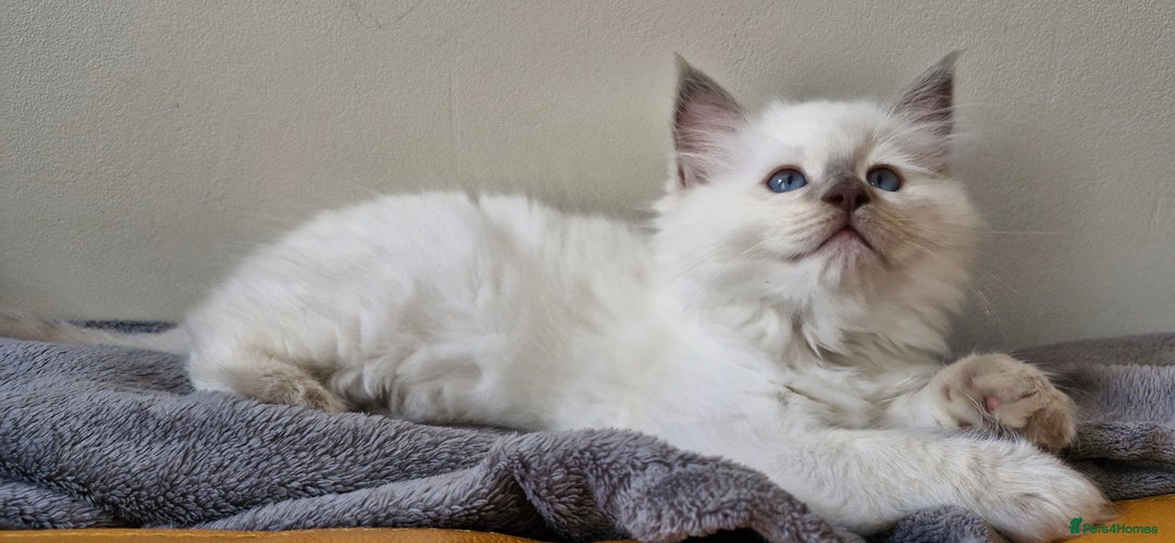 Ragdoll cats for sale: 🐾Last  Girl - Genetically clear 🐾 - Image 23