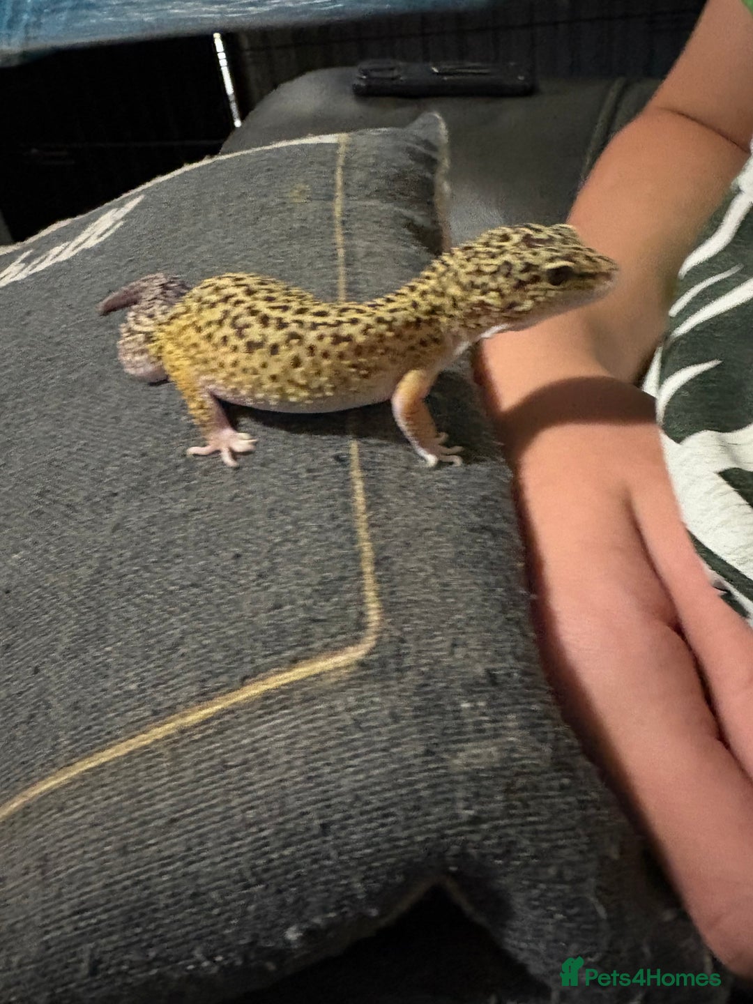 Leopard Gecko reptiles for sale: Leopard gecko  - Image 2