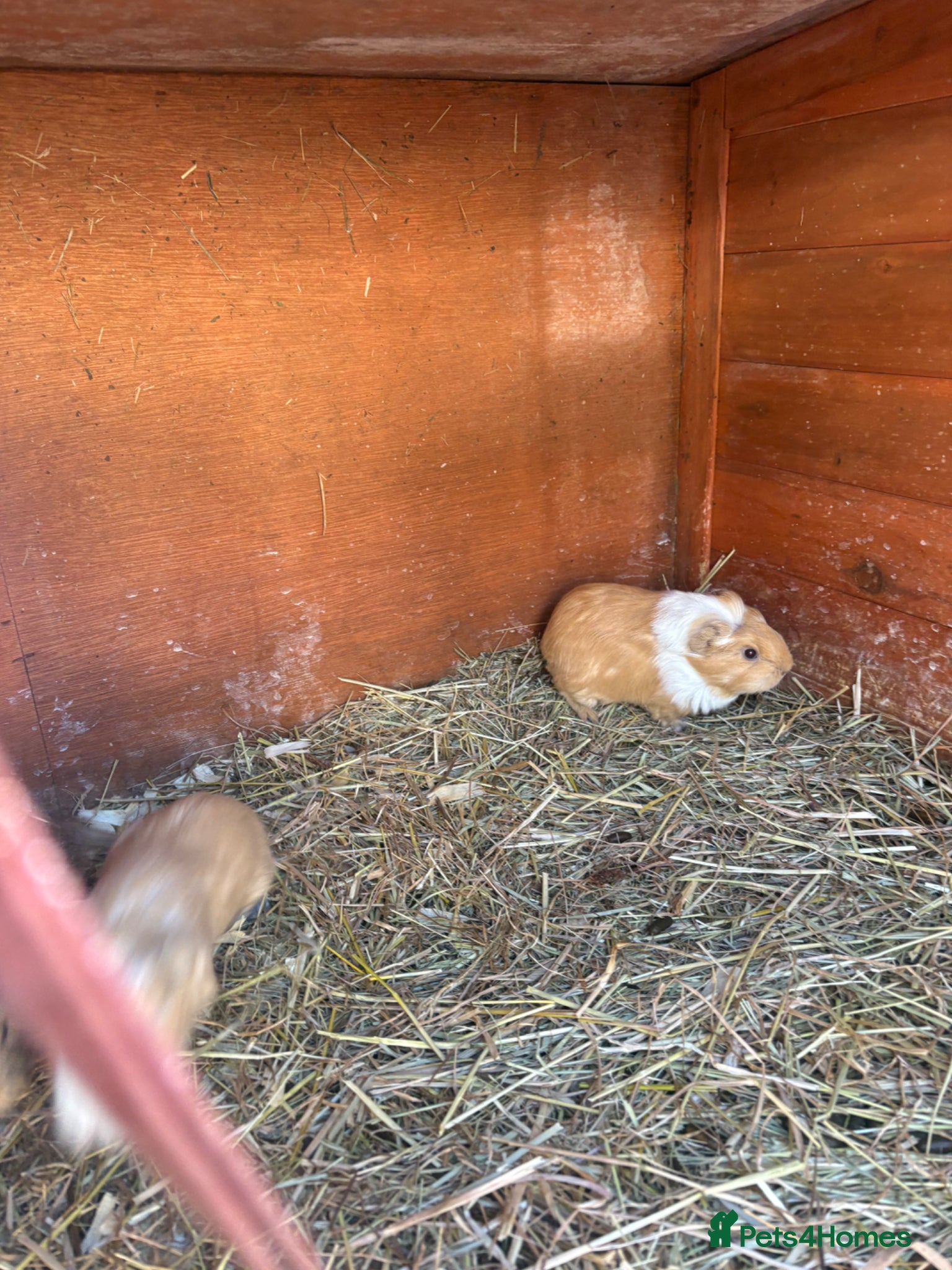 Guinea Pig rodents Baby guineapigs short and long haired mixed sex  - Advert 17