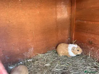 Guinea Pig rodents Baby guineapigs short and long haired mixed sex - Advert 17