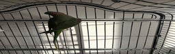 Parrots birds for sale: Alexandrine for sale - Advert 2