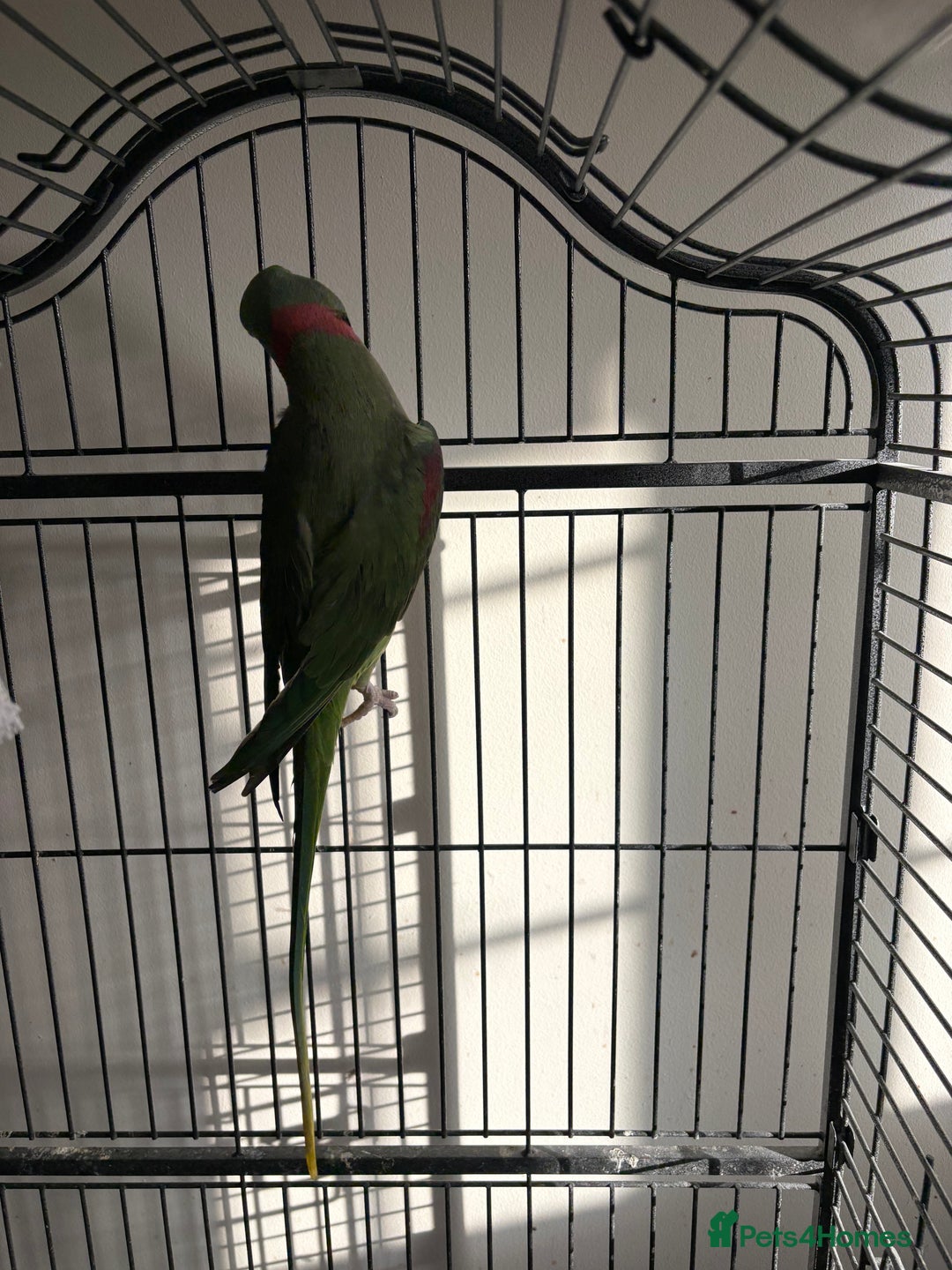 Parrots birds for sale: Alexandrine for sale - Advert 2