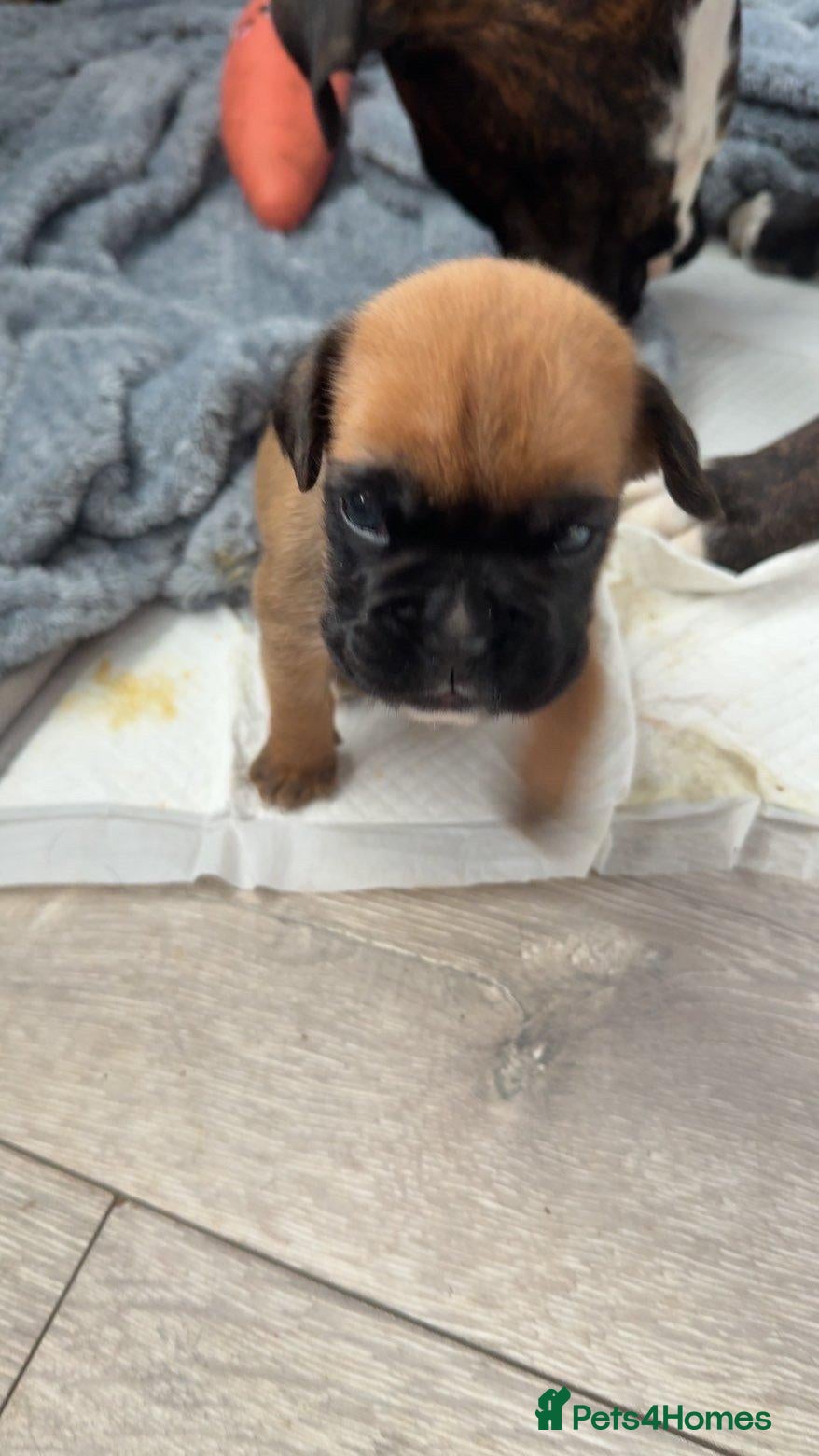 Boxer dogs for sale: Gorgeous boxer puppies - Advert 3