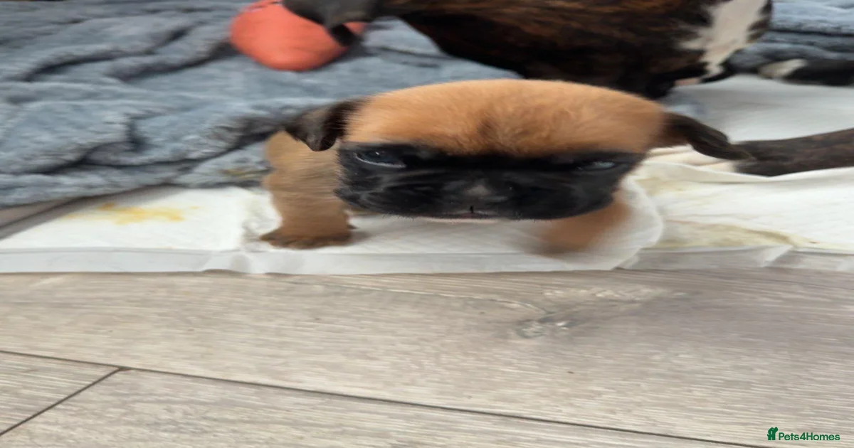 Gorgeous boxer puppies for sale in Croydon | Pets4Homes
