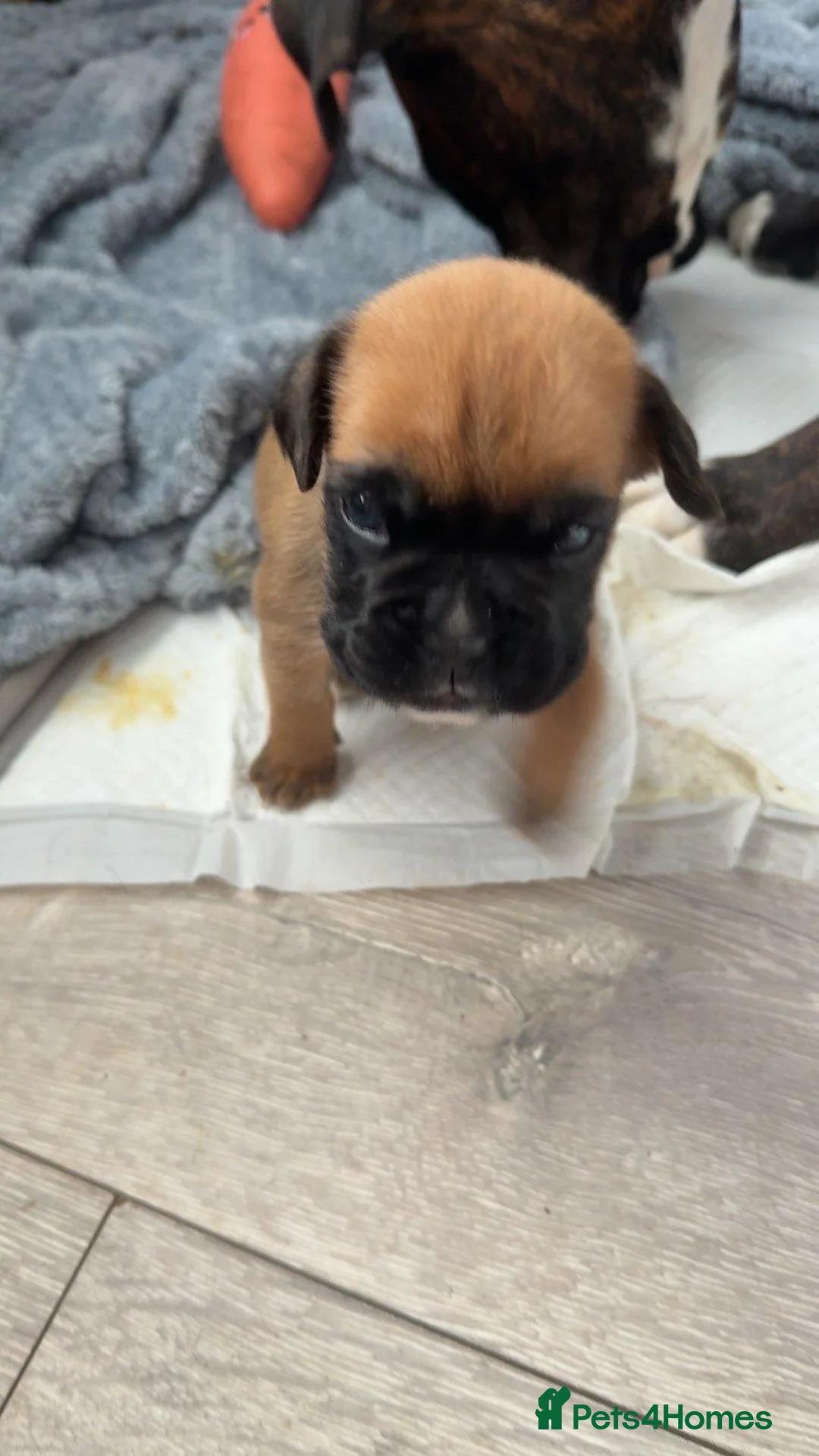 Boxer dogs for sale: Gorgeous boxer puppies in Croydon - Advert 1