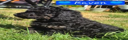 Cockapoo dogs for sale: Health Tested F1b Cockapoo Puppies - Advert 28