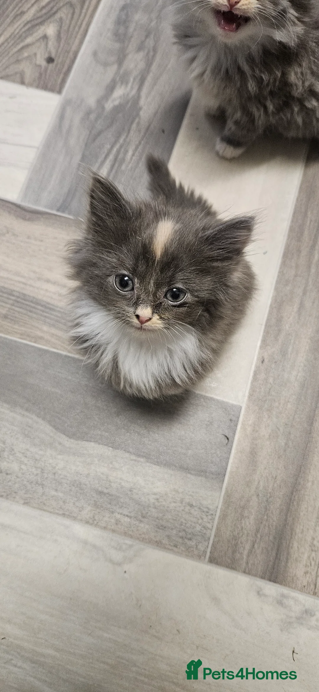 Mixed Breed cats for sale: Munchkin Kittens ready for their forever home - Advert 29