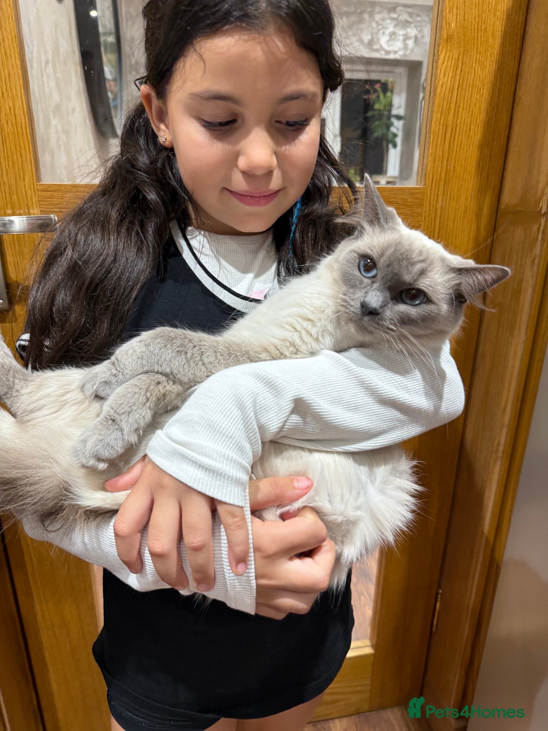 Ragdoll cats for sale: Stunning Ragdoll Kittens Ready soon - Image 13