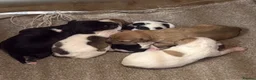 Jack Russell dogs for sale: Tri coloured jack Russell pups  in Southampton - Advert 3