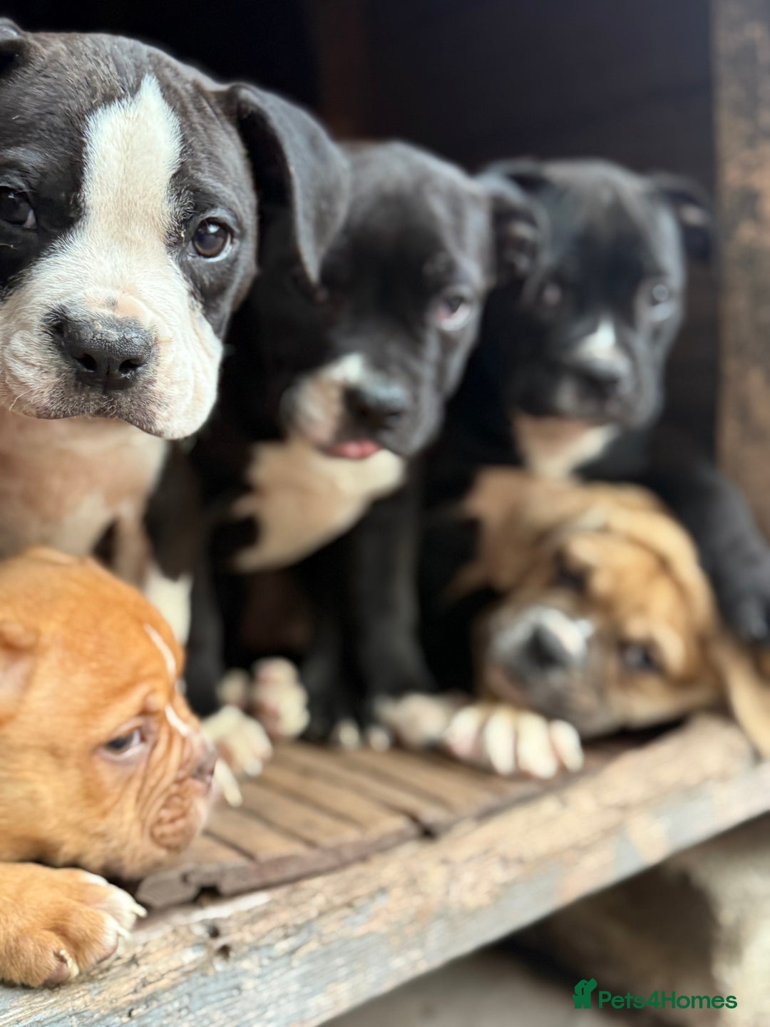 Alapaha Blue Blood Bulldog dogs for sale: ALAPAHA BLUE BLOOD BULLDOGS  - Image 18