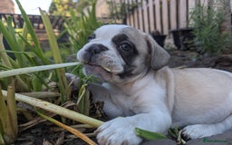 French Bulldog dogs for sale: REDUCED One Gorgeous Boy Frenchie left🐾 - Image 22