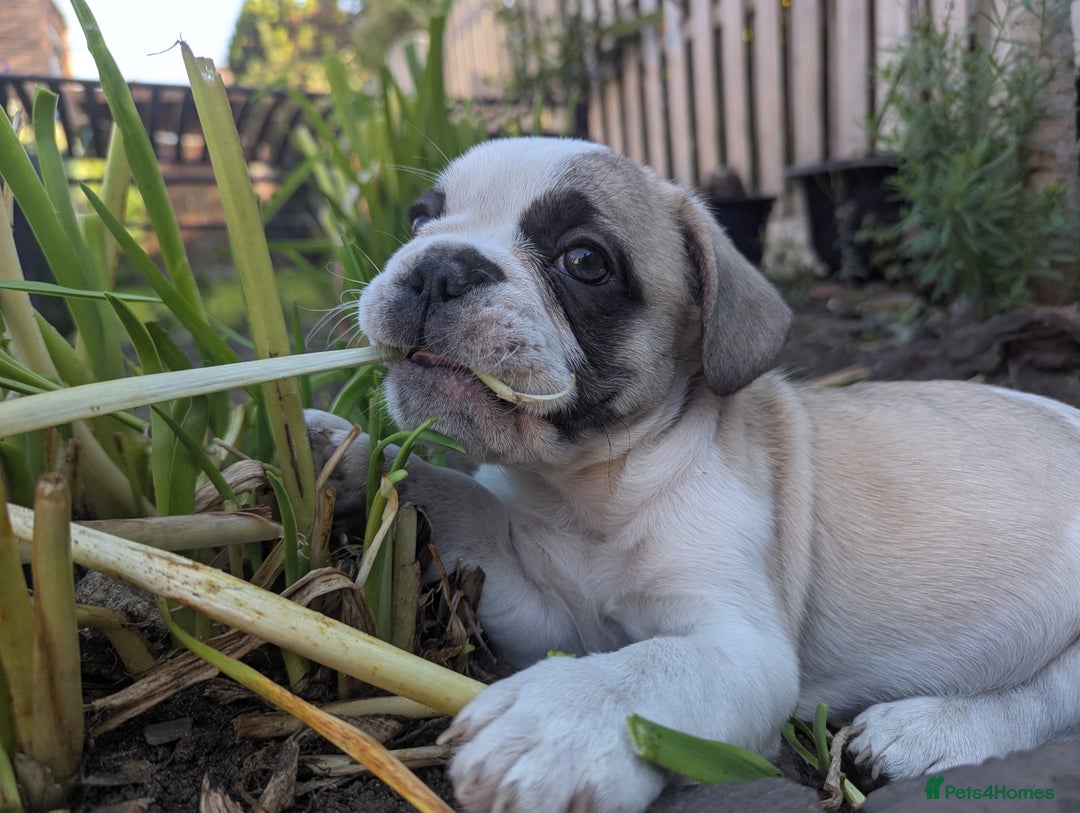 French Bulldog dogs for sale: REDUCED One Gorgeous Boy Frenchie left🐾 - Image 22