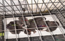 Staffordshire Bull Terrier dogs for sale: Blue tri Staffordshire bull terrier pups for sale  - Image 1