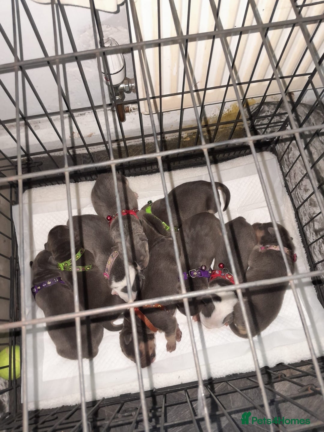 Staffordshire Bull Terrier dogs for sale: Blue tri Staffordshire bull terrier pups for sale  - Image 1