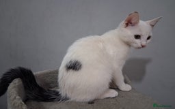 Mixed Breed cats for sale: Bonded kittens - Image 4