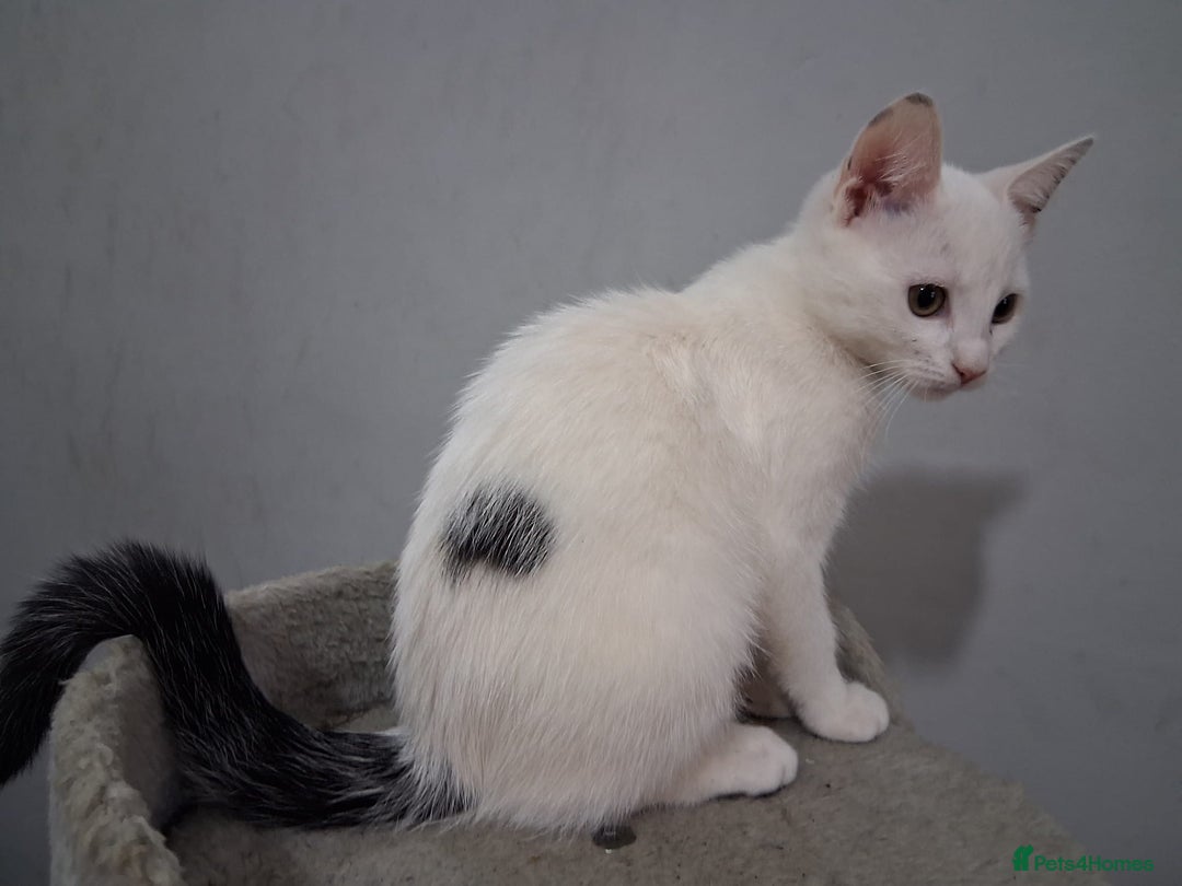Mixed Breed cats for sale: Bonded kittens - Image 4