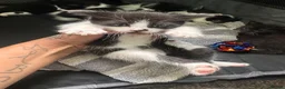 Domestic Shorthair cats for sale: BEAUTIFUL BLACK & White Tuxedo Kittens  in Ilford - Advert 13