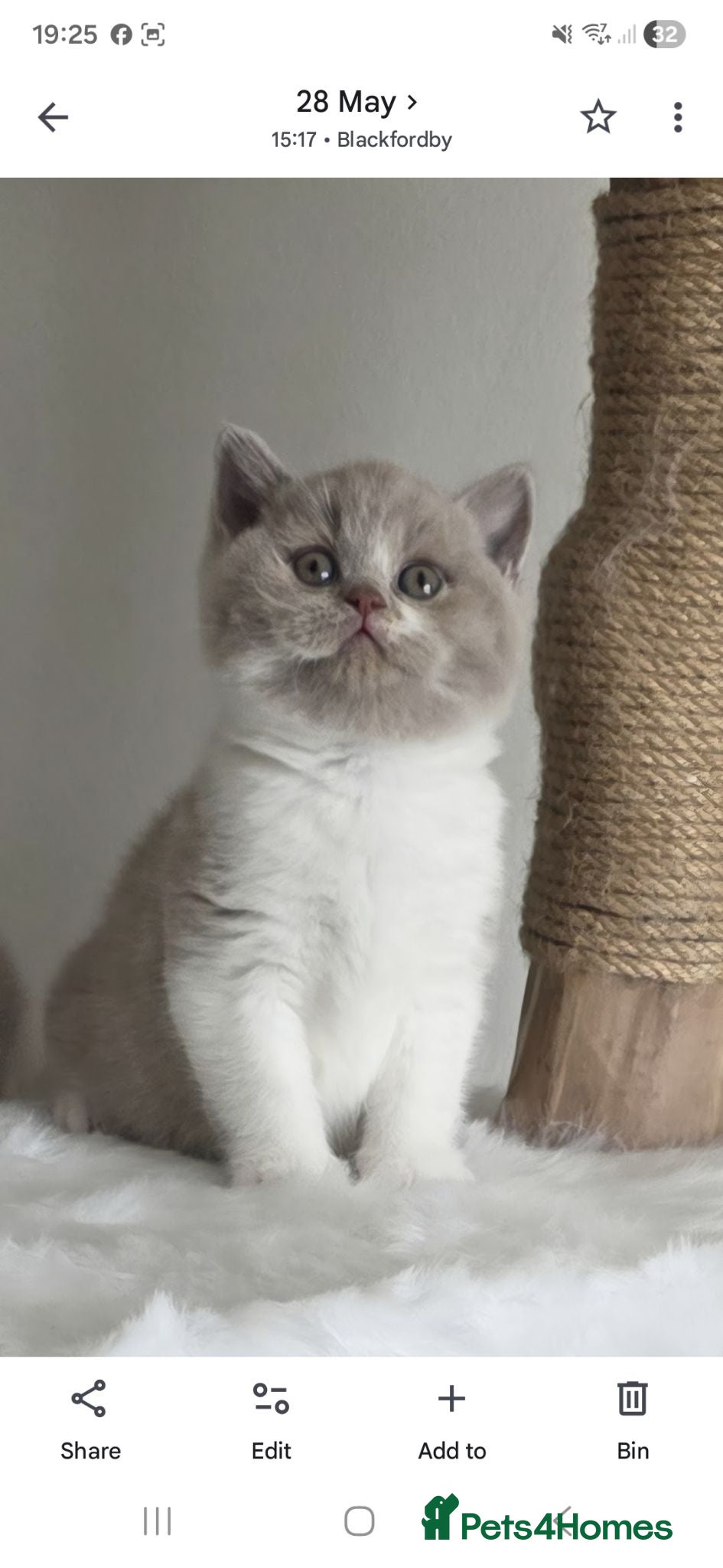 British Longhair cats Exceptional quality GCCF British Longhair  - Advert 1