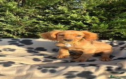 Cocker Spaniel dogs for sale: Four beautiful girl cocker spaniel  - Image 13