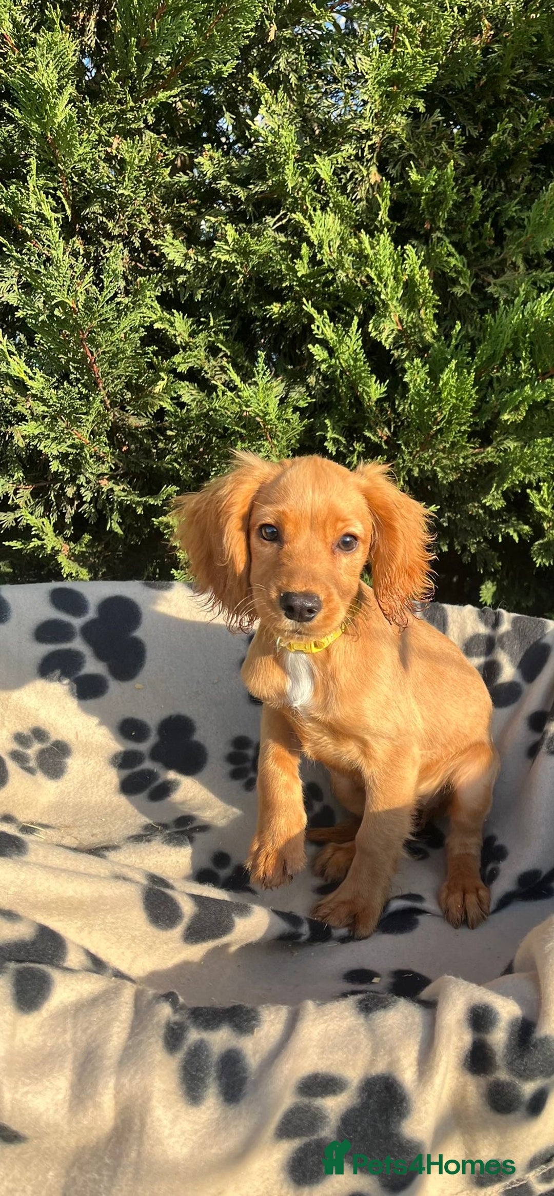 Cocker Spaniel dogs for sale: Four beautiful girl cocker spaniel  - Image 13