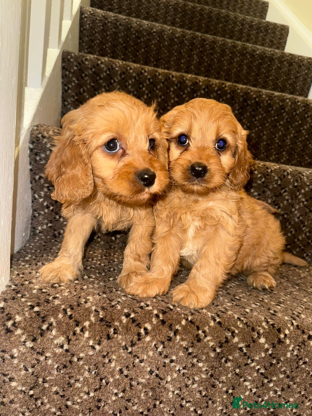 Cavapoo dogs for sale: Cavapoo Puppies - Advert 8