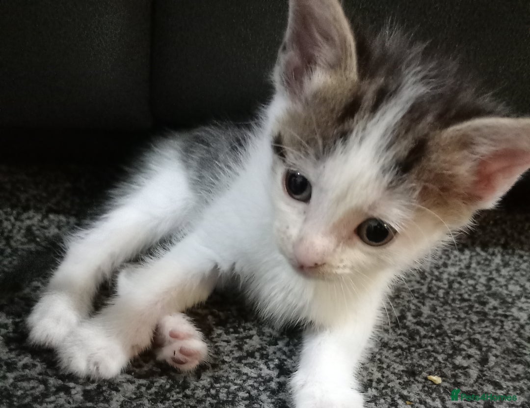 British Shorthair cats for sale: Cute kittens looking for forever homes  - Advert 3