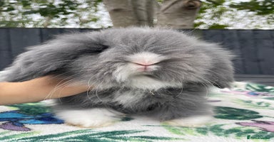 Mini Lion Lop rabbits - Advert 5