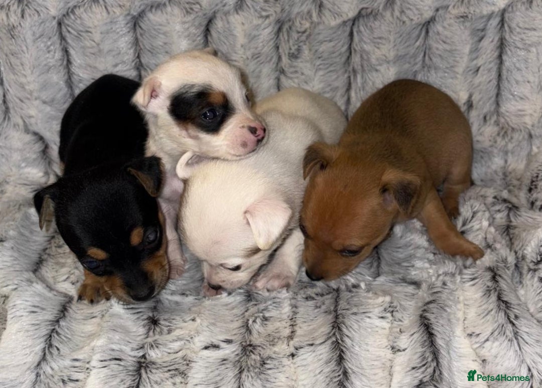 Jack Russell dogs for sale: Miniature jack Russell puppies - Advert 2